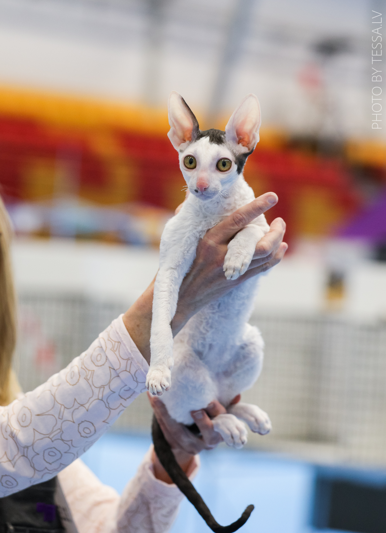 Iikka ensimmäisessä näyttelyssään 18.10.2025. Kuva Tessa.lv