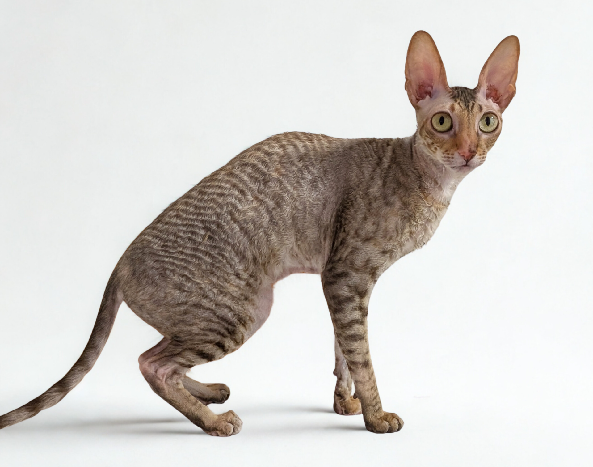 CH JCH KCH FI*KittyLady*s Gift to Fancypaws "Keira"