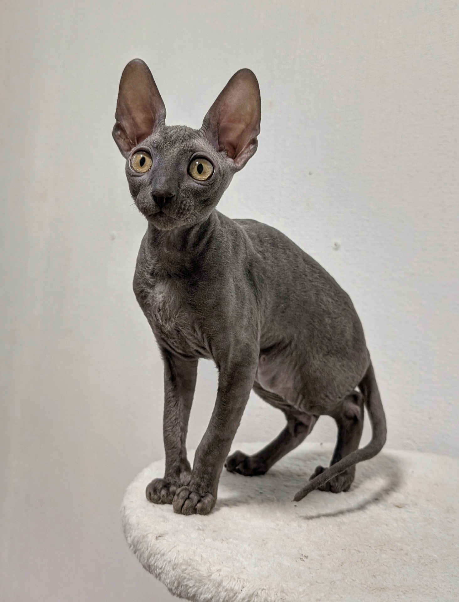 Nala, 13 viikkoa.