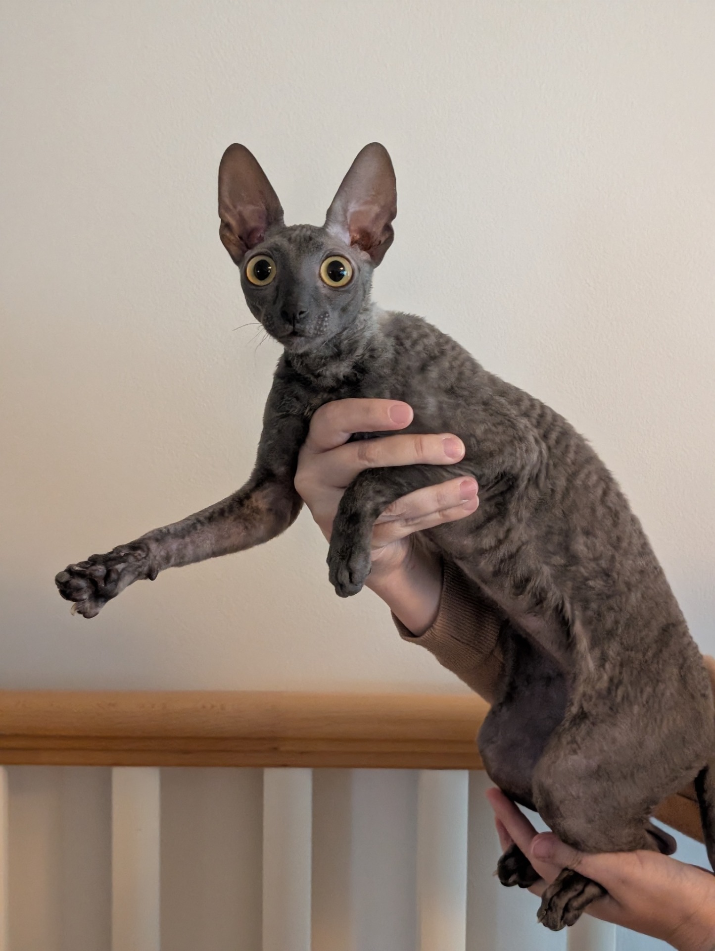 Nala, 8kk.