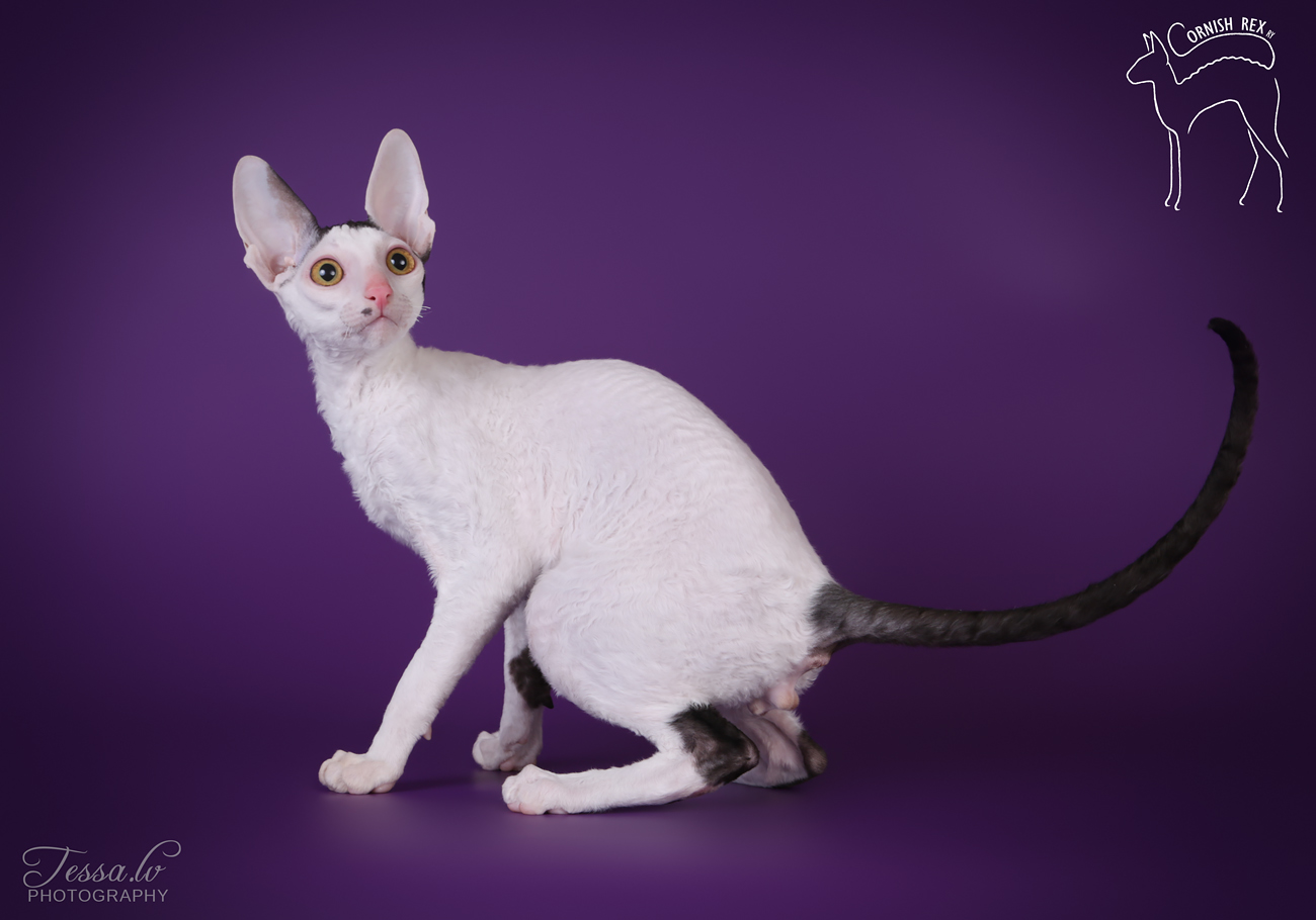 FI*Fancypaws Born To Love You